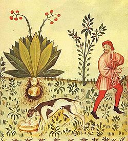 Old illustration of Mandrake legend